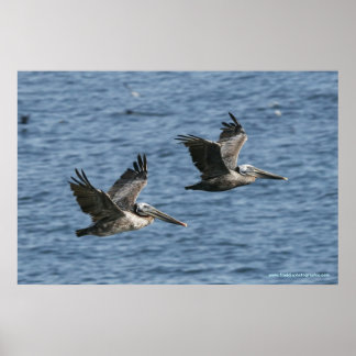 Poster Pelicanos em Voo