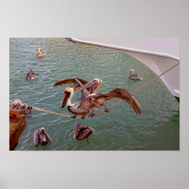 Poster Pelicanos-marroms disputam na Flórida (Frente)
