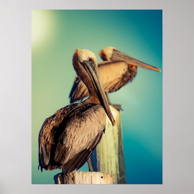 Poster Pelicanos no amanhecer (Frente)