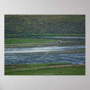 Poster Pelicanos se juntam aos gansos