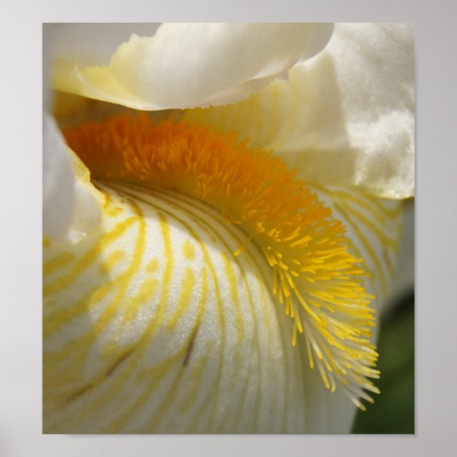 Poster Pelo amor de Íris (Frente)