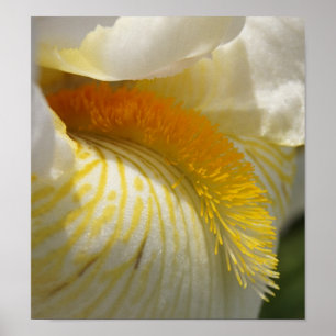 Poster Pelo amor de Íris