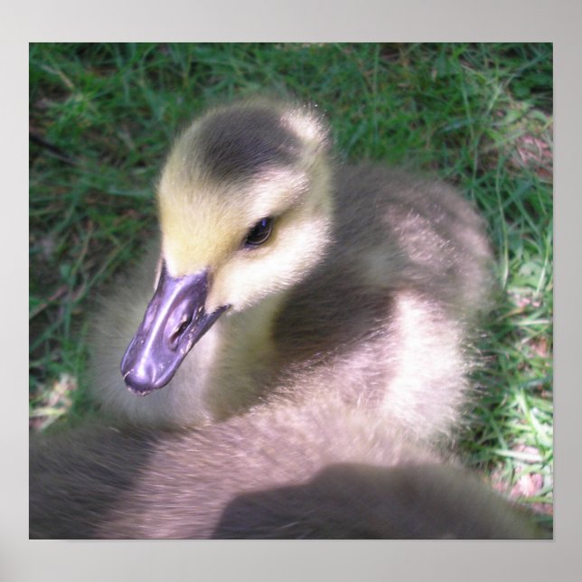 Poster Pelo e Coisas (Frente)