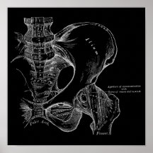 Pelvis Anatomy Science Illustration White em Preto