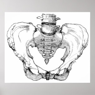Pôster Pelvis articulado