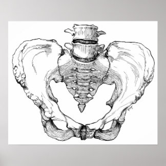 Pôster Pelvis articulado
