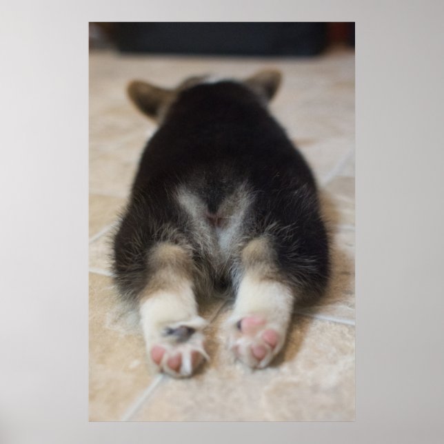Pôster Pembroke Welsh Corgi Puppy 2 (Frente)