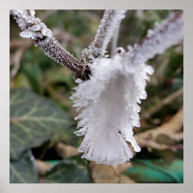 Poster pena congelada (Frente)