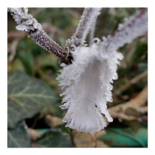 Pôster pena congelada