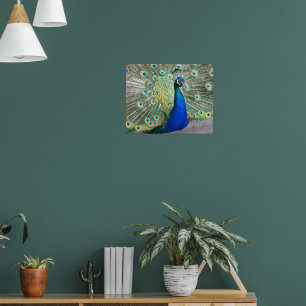Poster Pena de Pavão Azul Plumagem Fotográfica