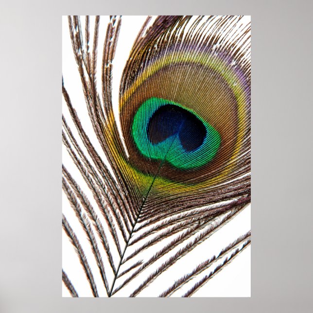 Poster Pena de Peacock (Frente)