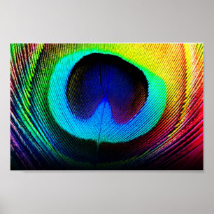 Pôster pena do pavão