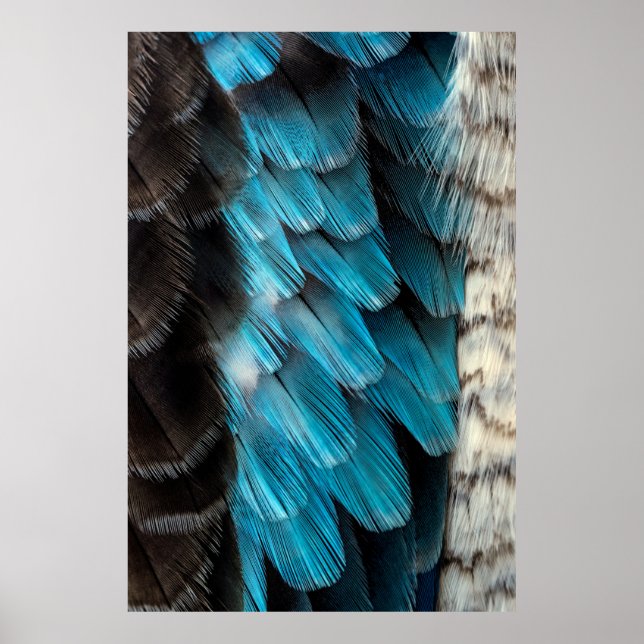 Poster Pena negra e azul (Frente)