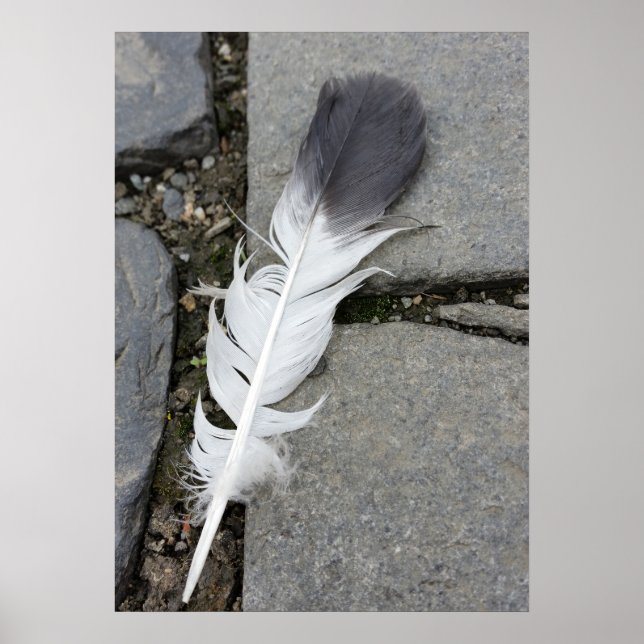 Pôster pena no chão (Frente)