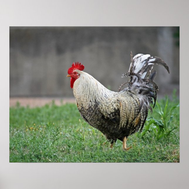 Pôster "Penas" (Frente)