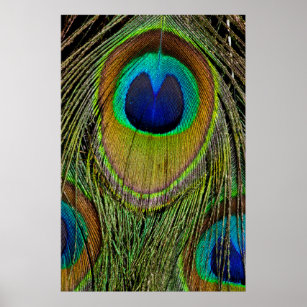 Poster Penas de cauda-pavão-masculina