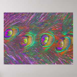 Poster Penas de Natal Tinsel Peacock