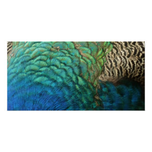 Pôster Penas de Pavão I Desenho Abstrato Colorido da Natu