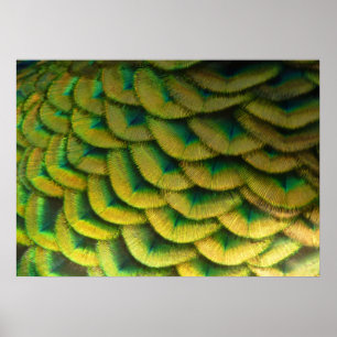 Poster Penas de Pavão II Natureza Colorida