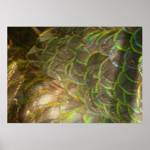 Poster Penas de Pavão III (Fêmea) Design Sutil da Naturez