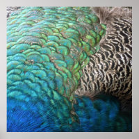 Penas de Peacock I Abstrato