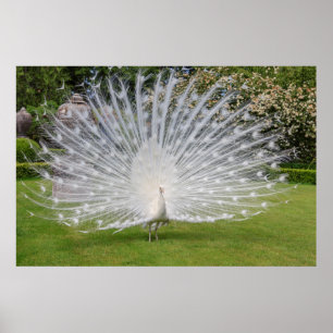 Poster Penas de Telas de Albino Peacock