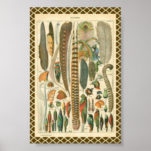 Pôster Penas do vintage