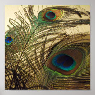 Pôster Penas dos pavões