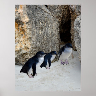 Poster Penguin Beach House,