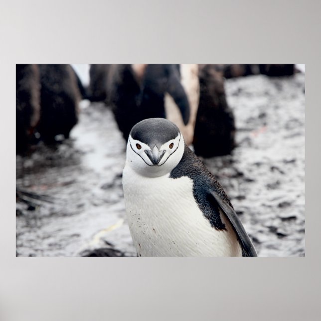 POSTER PENGUIN CHENSAP (Frente)