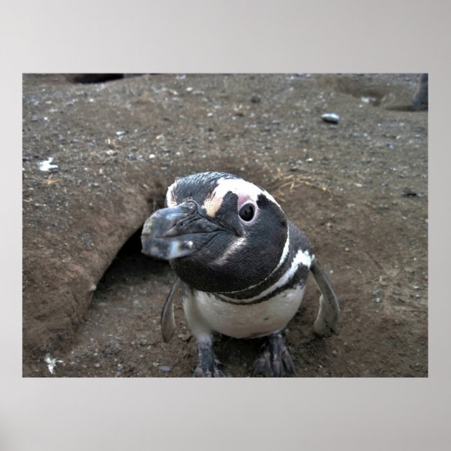 Poster Penguin Closeup (Frente)