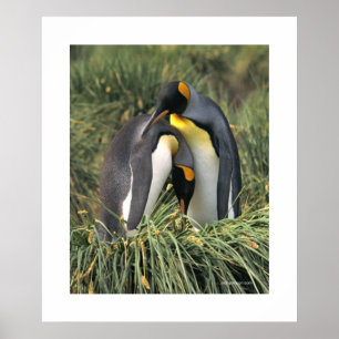 Poster Penguin Cuddle