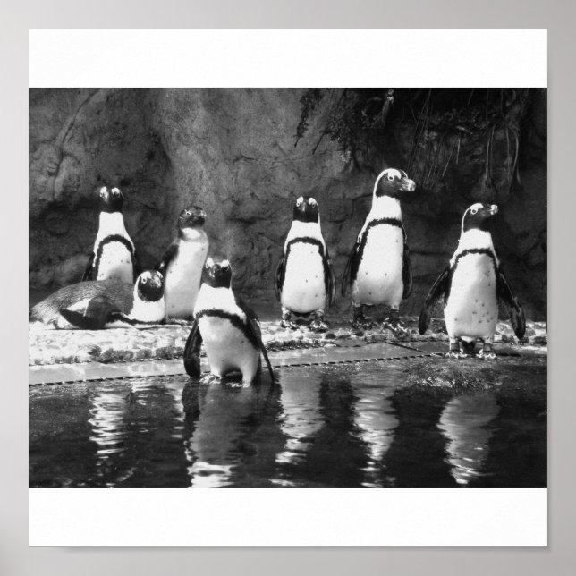 Poster Penguins Galore (Frente)