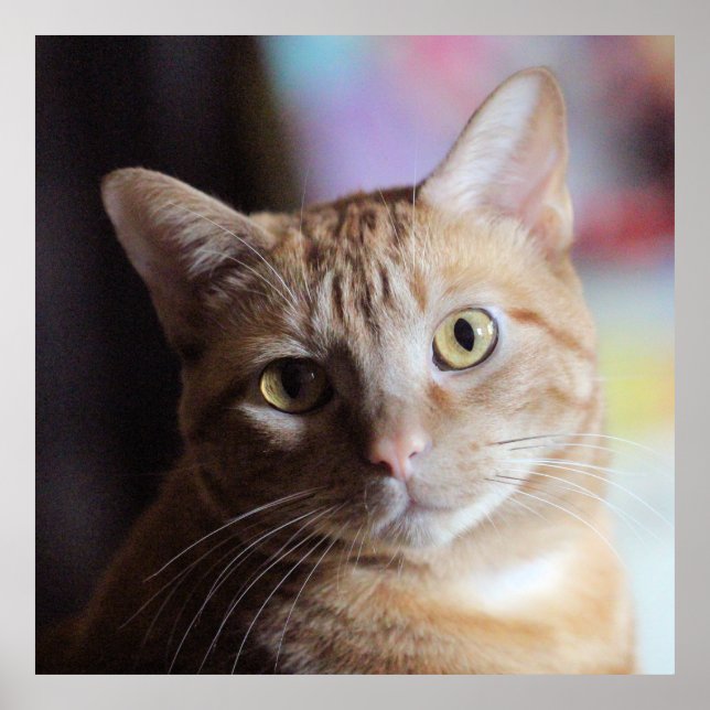 Poster Penny (Frente)