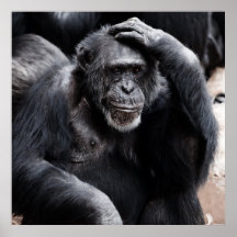 Pensamento chimpanzé