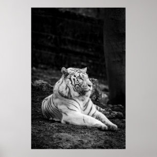 POSTER PENSAMENTO DE TIGER