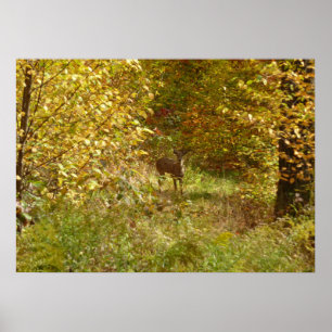Poster Pensilvânia Deer in Fall Nature