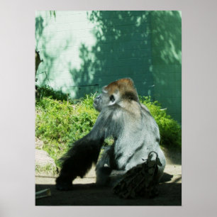 Pôster Pensive Gorilla