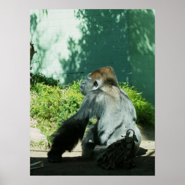 Pôster Pensive Gorilla (Frente)