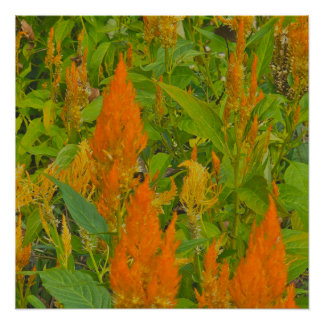 Pôster Pente de pinto com amor queimado