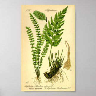 Poster Penteado (Asplenium trichomanes)