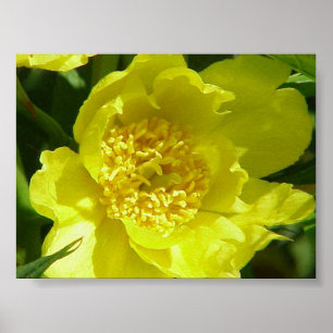 Poster Peônia amarela da árvore (Paeonia Lutea)
