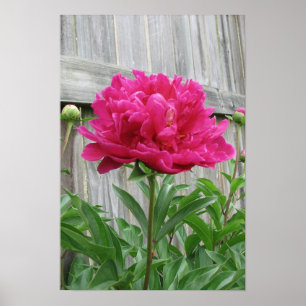 Pôster Peônia cor-de-rosa