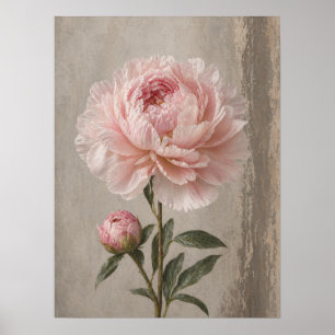 Poster Peônia Rosa Bege em Flor com Botão Botânico