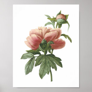 Pôster peônia (sp do Paeonia.) por Redouté