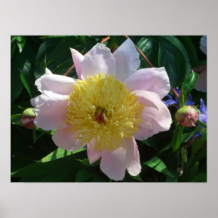 Pôster Pêonias Rosa e Amarelas Belo Jardim Floral