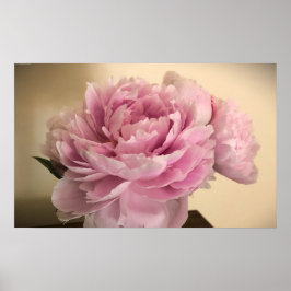 Poster Peony,