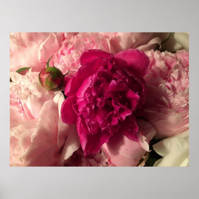 Poster Peony, (Frente)