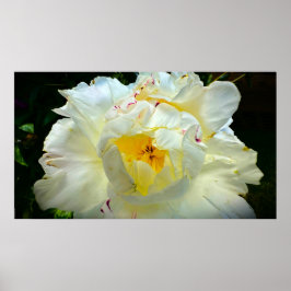 Poster Peony,