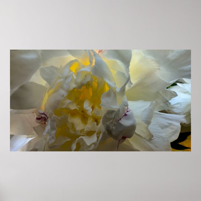 Poster Peony, (Frente)